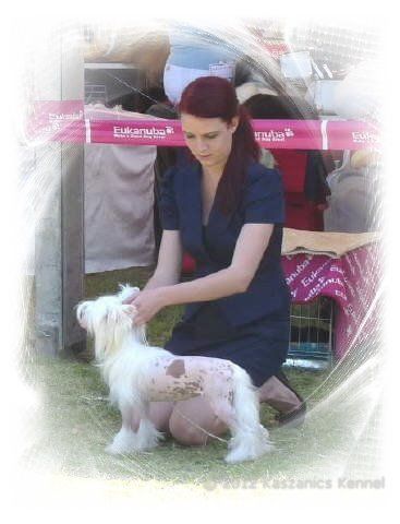 CACIB Komarom/HU May 27, 2012 - Junior Winner, Crufts Qualifikation